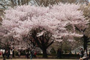 Eight Great Spots in Kanto Area for Cherry Blossom Viewing