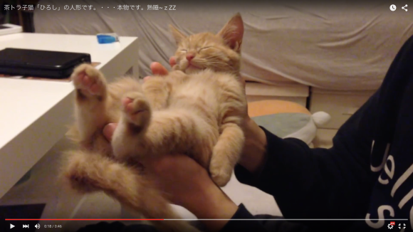 【日本最可愛貓咪】ひろし