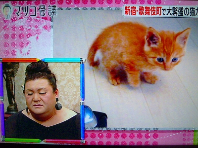 【日本最可愛貓咪】ひろし