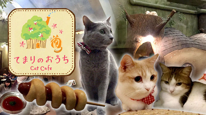 【東京貓Cafe】一起走進不可思議的貓咪森林