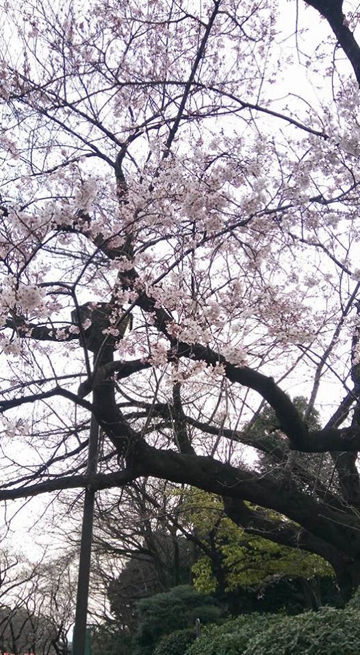 [不敗日記]我在上野公園櫻花之中找到快樂