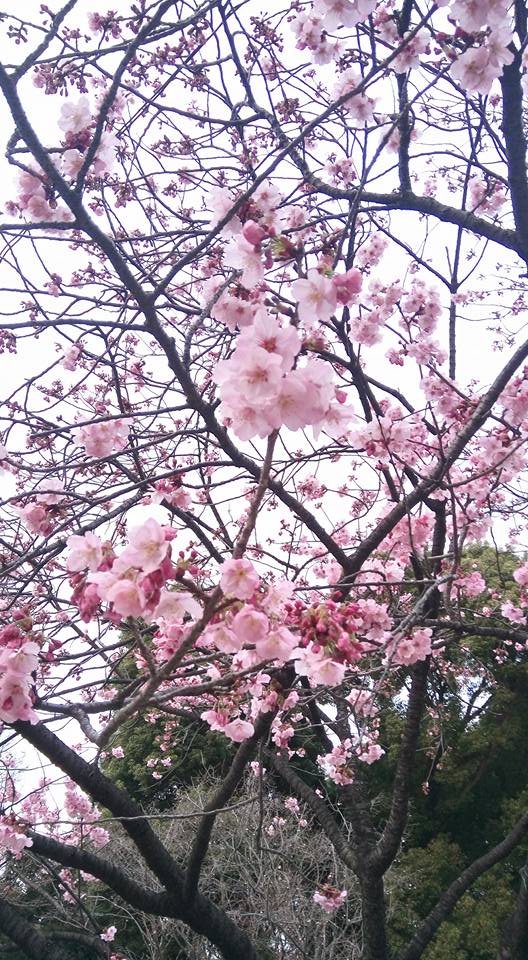 [不敗日記]我在上野公園櫻花之中找到快樂