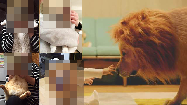 日本亞馬遜「感動狗狗變身廣告」害到好多寵物？