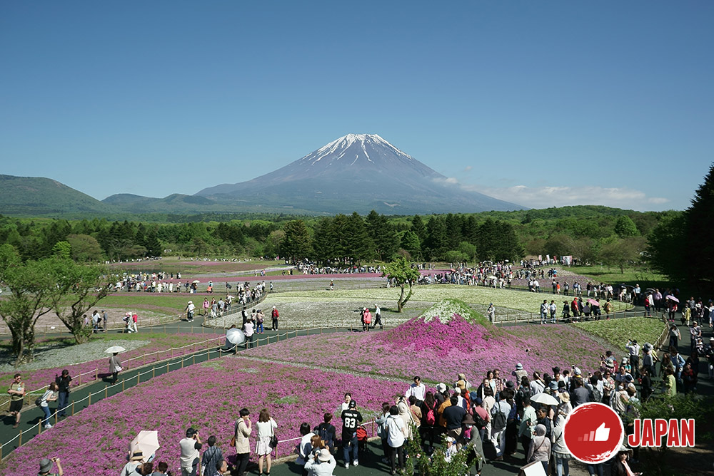 【貝遊日本】日本關東賞花花（二）富士芝櫻祭