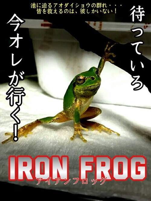 小青蛙擺超型姿勢，令人懷疑呢隻青蛙嘅身份！