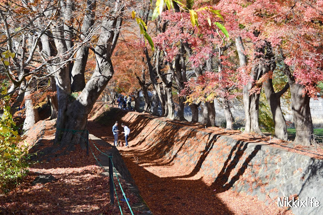 【日本。河口湖】紅葉回廊・觀賞紅葉和富士山的好地點！