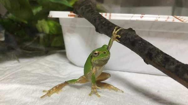 小青蛙擺超型姿勢，令人懷疑呢隻青蛙嘅身份！