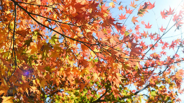 【日本。河口湖】紅葉回廊・觀賞紅葉和富士山的好地點！