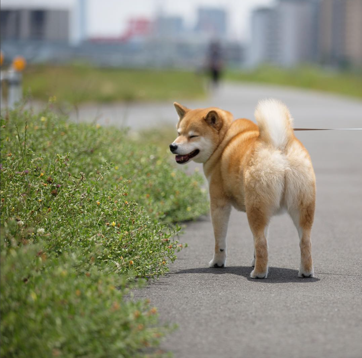 日本動物界「發哥」－柴犬まる！