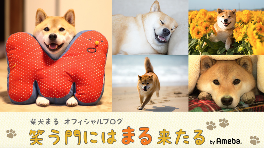 日本動物界「發哥」－柴犬まる！