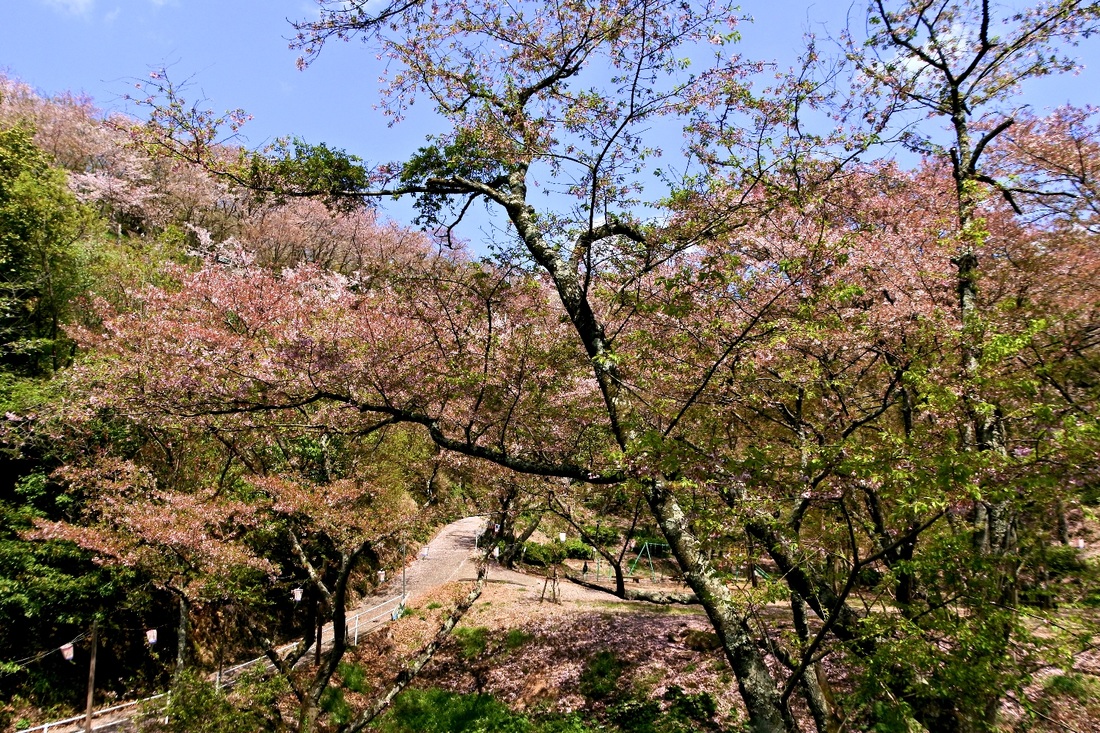 【遊記】日本．廣島．正福寺山公園