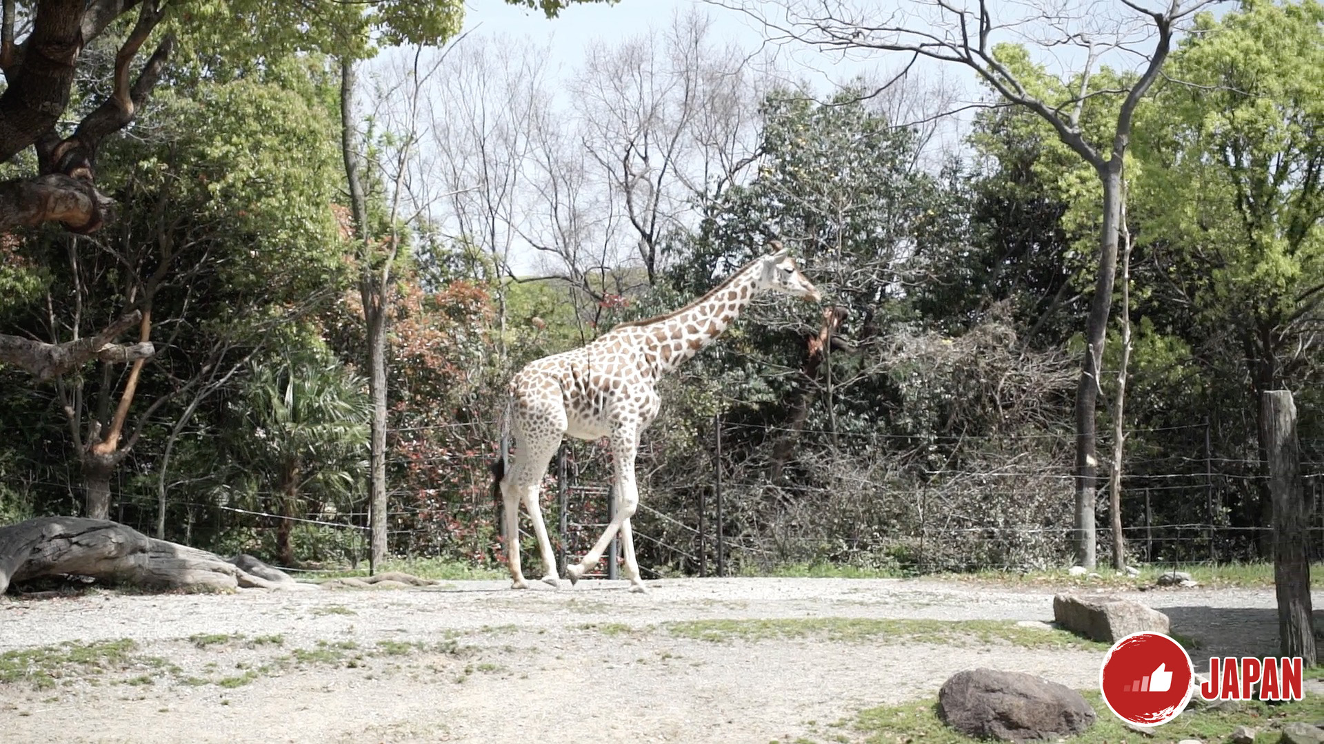 【大阪旅遊】大阪周遊卡免費景點推介5－大阪動物園