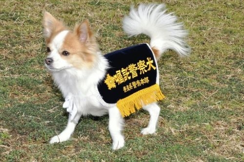 日本小型警犬、有無咁可愛呀？