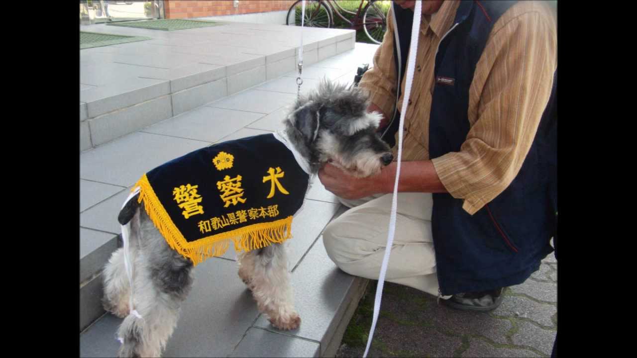日本小型警犬、有無咁可愛呀？