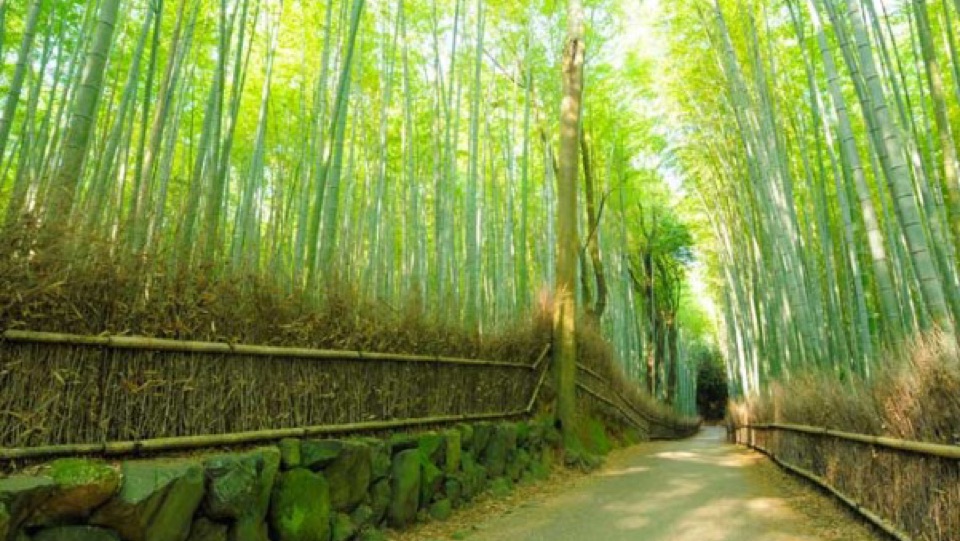 【初心者「觀光懶人包」！】 京都嵐山應該點玩？