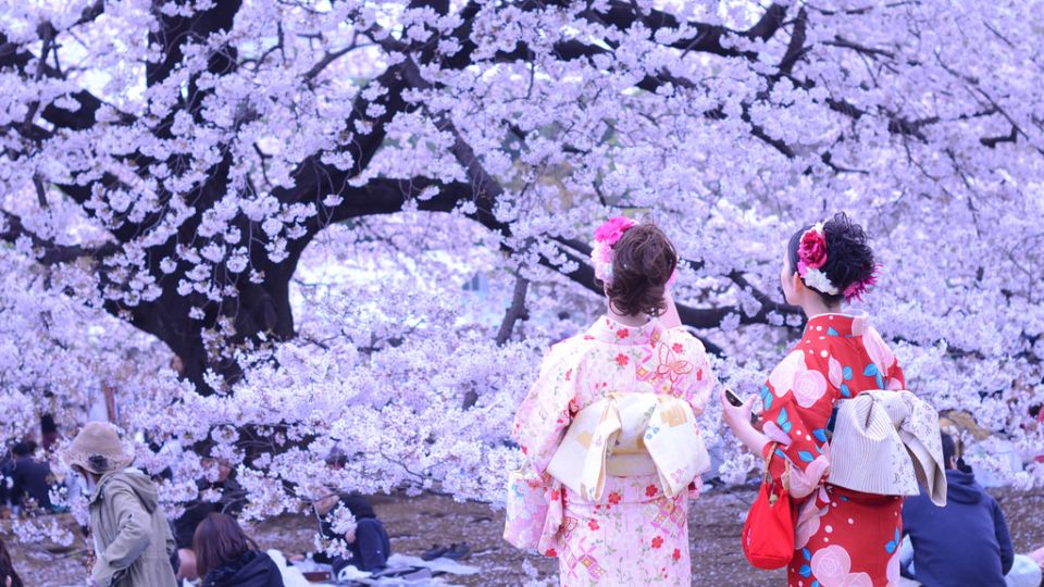 還記得櫻花正開❀3~5月日本賞櫻著乜好？