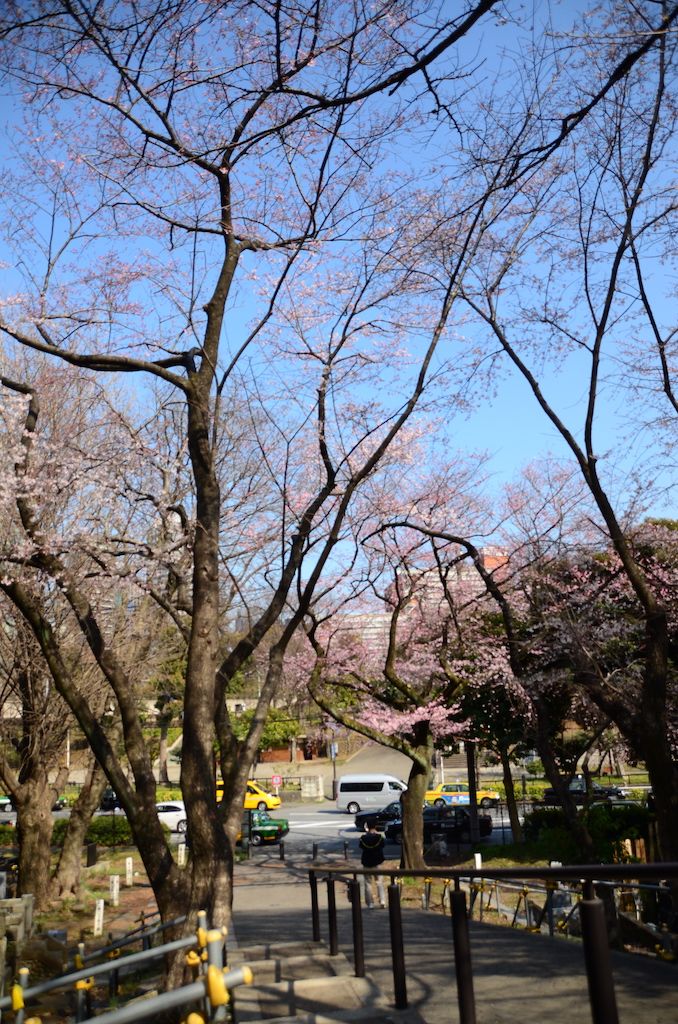 【靈園都有櫻花睇？】日本人原來會「邊掃墓邊賞櫻」！