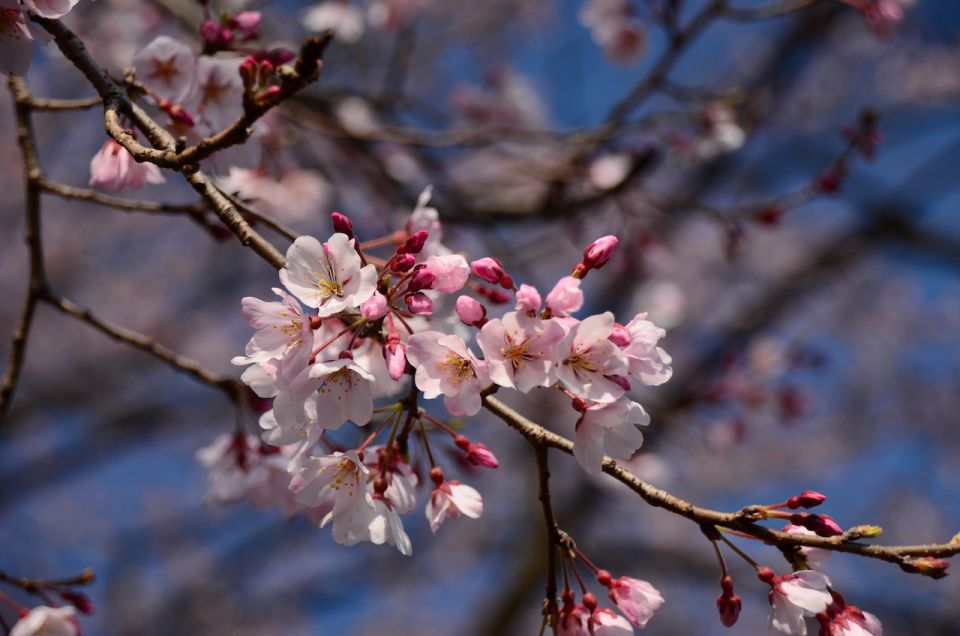 【靈園都有櫻花睇？】日本人原來會「邊掃墓邊賞櫻」！