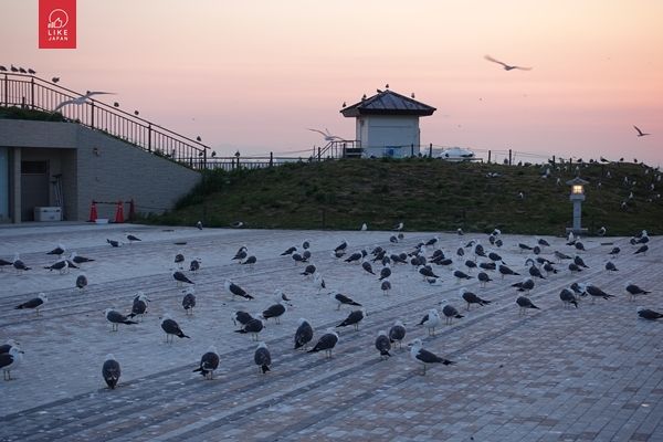 八戶市種差海岸蕪島奇景 30000黑尾鷗漫天飛舞