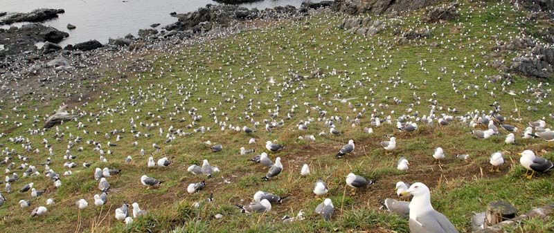 八戶市種差海岸蕪島奇景 30000黑尾鷗漫天飛舞