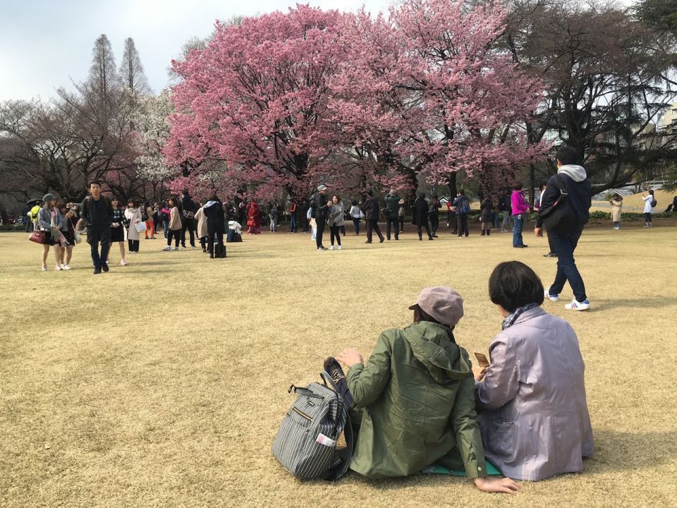 【學日本人「邊野餐邊賞櫻」！】東京市內5大必到推介！