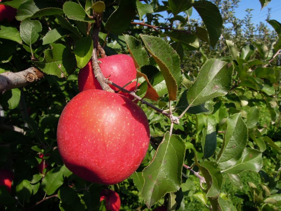 去青森親手摘蘋果！「弘前蘋果公園」果樹多達1,500棵！
