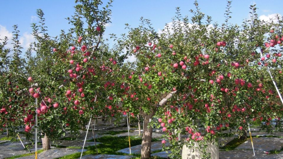 去青森親手摘蘋果！「弘前蘋果公園」果樹多達1,500棵！