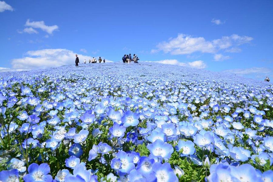 【賞花懶人包】日本全年花季 總整理！