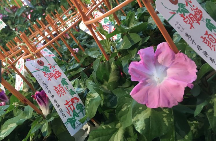 【賞花懶人包】日本全年花季 總整理！