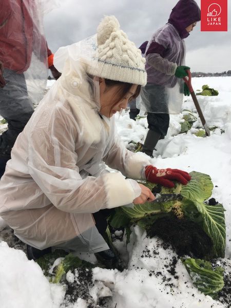 激甜士多啤梨 雪地椰菜 福島3種人氣摘蔬果放題＋美食體驗