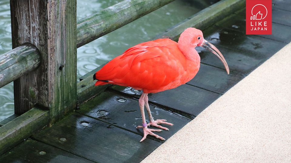  90種以上的世界不同鳥類！島根松江花鳥園