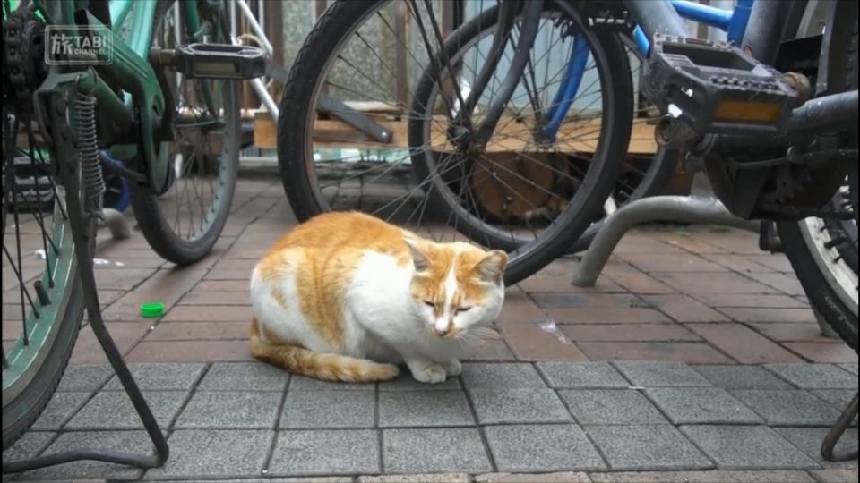 日本電視台 香港旅貓浪漫