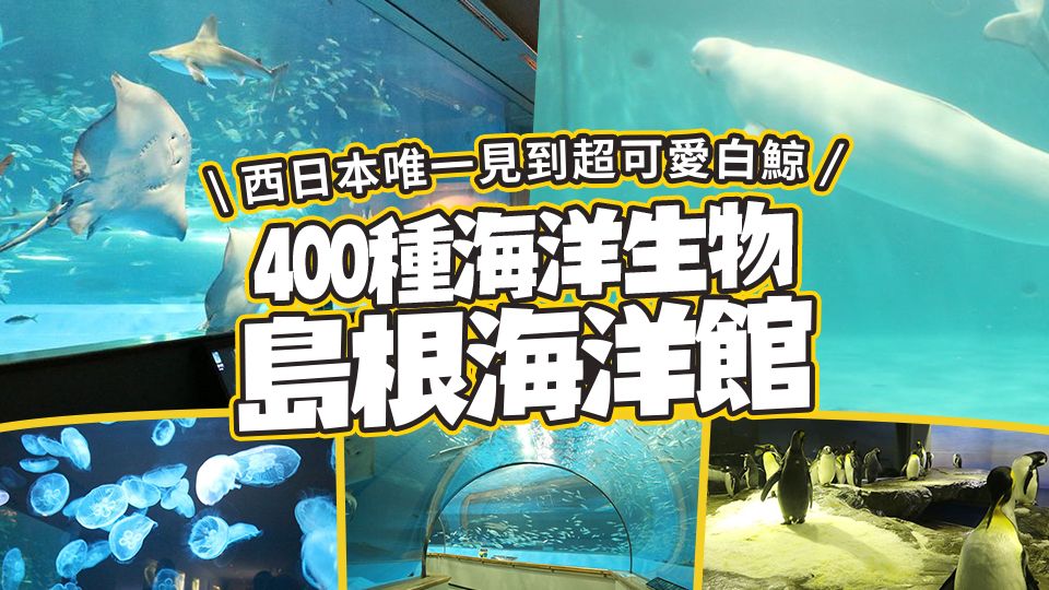 西日本唯一見到超可愛白鯨！400種海洋生物島根海洋館！