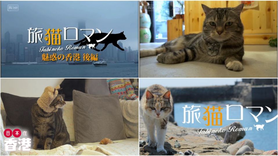 日本電視台 香港旅貓浪漫