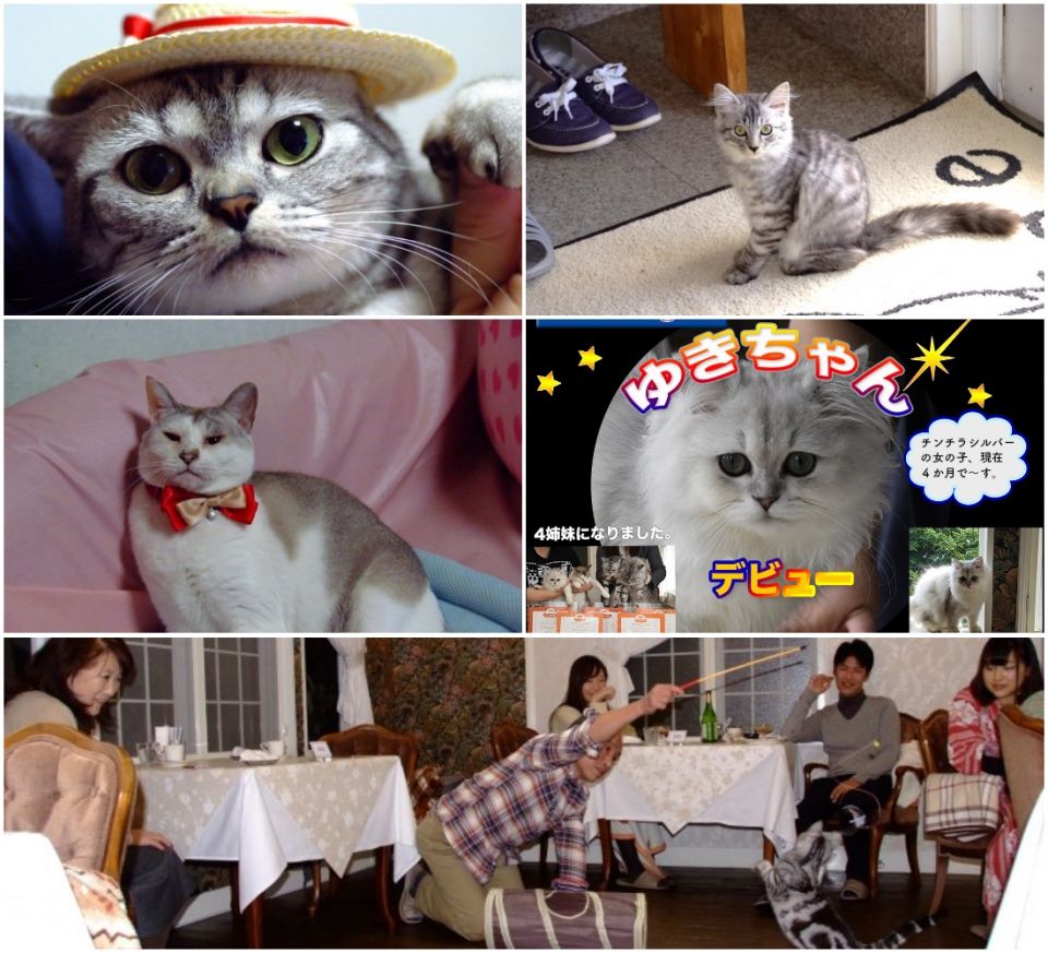 服務評分滿分！日本靜岡能夠與貓貓同住的酒店