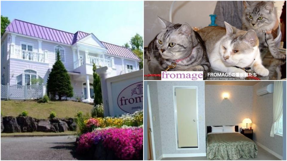 服務評分滿分！日本靜岡能夠與貓貓同住的酒店