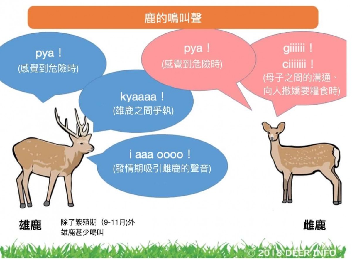 解讀鹿的4種叫聲 與可愛的奈良野生小鹿和平共處吧