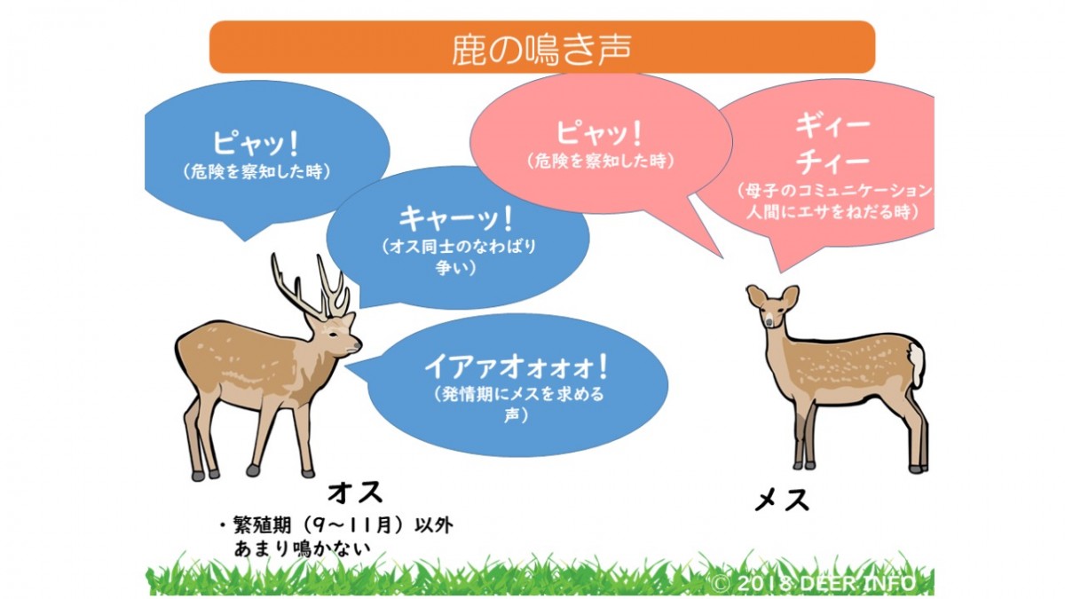 解讀鹿的4種叫聲 與可愛的奈良野生小鹿和平共處吧