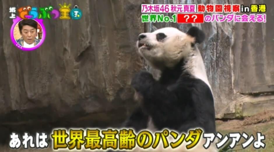 乃木坂46秋元真夏挑戰海洋公園世界獨有服務—熊貓飼養員體驗 / 日本在香港