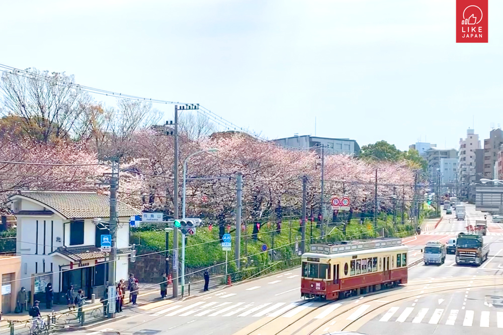 東京賞櫻美食打卡地圖！ 「櫻花電車」都電荒川線之旅