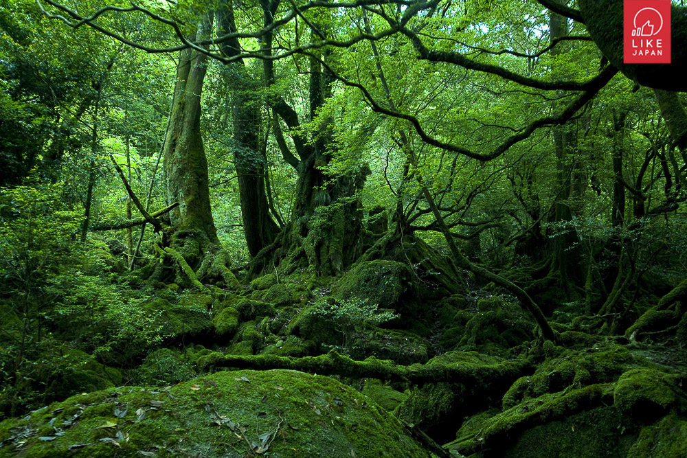 尋找日本秘境—一文看盡4大世界自然遺產