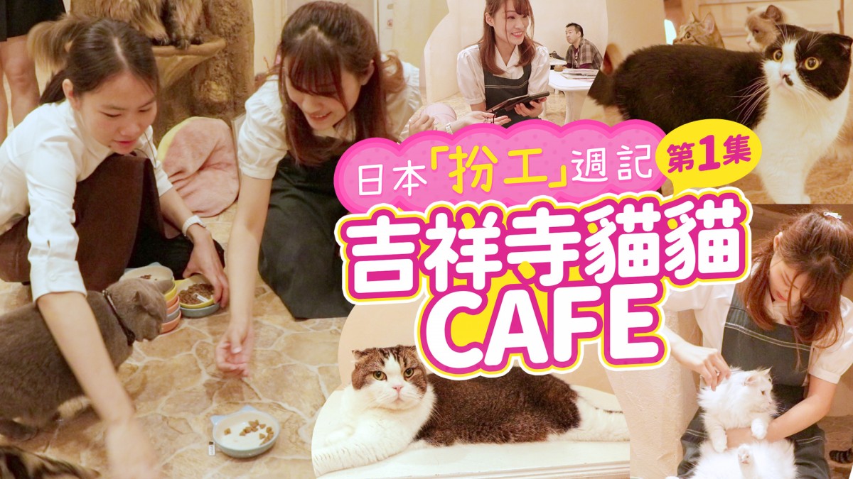 《日本扮工週記》第1集 吉祥寺貓貓Cafe