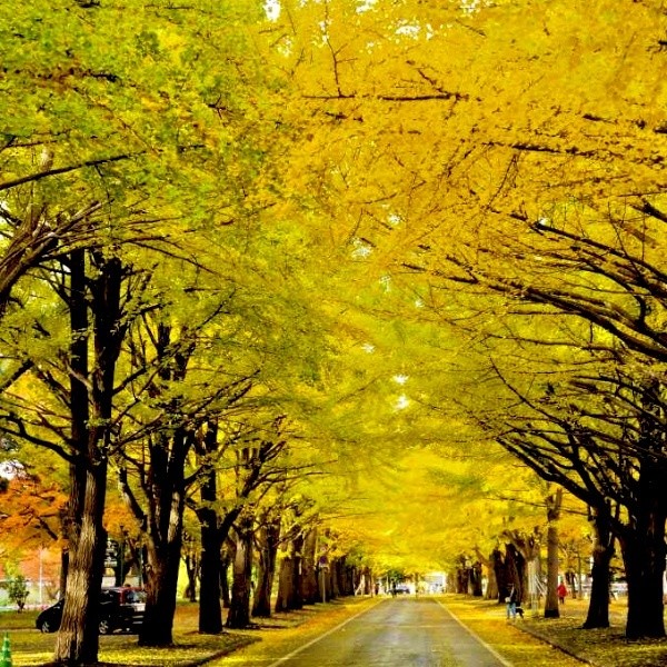 北海道7個秋天景點+料理推介