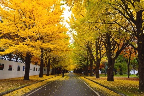 北海道7個秋天景點+料理推介