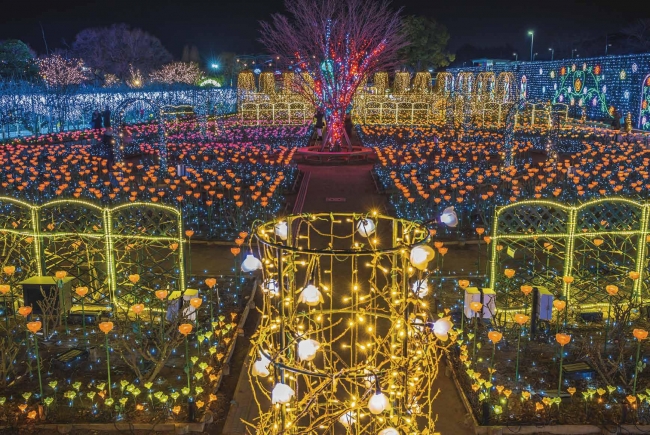  2019 第七屆全日本燈飾大獎結果出爐 日本全國5大最佳華麗聖誕燈飾