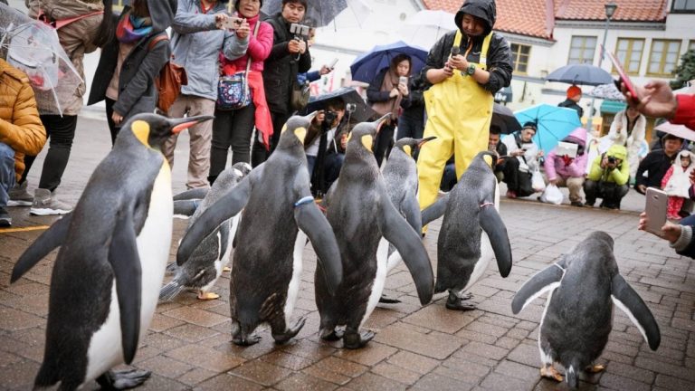 北海道登別海洋館的口袋Tips：皇帝企鵝