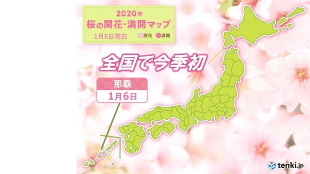  2020年 沖繩地區櫻花最新消息 (持續更新)