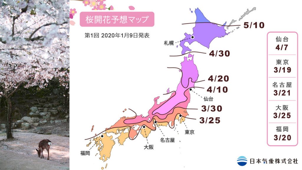 日本櫻花2020年預測情報整合 開花日期+最佳觀賞時間