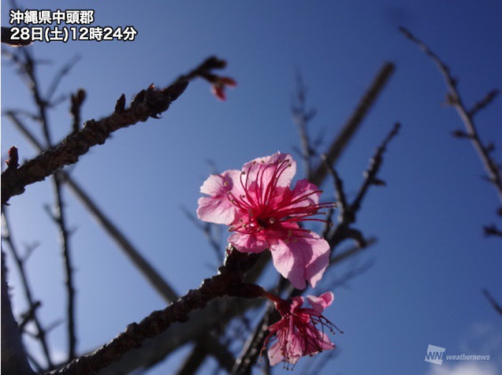  2020年日本櫻花開花/盛開第1次預測 東京將會比過往早一星期開花！