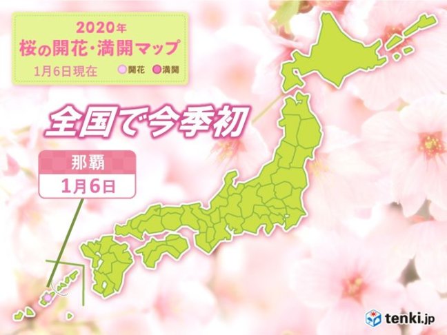  2020年 沖繩地區櫻花最新消息 (持續更新)